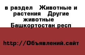  в раздел : Животные и растения » Другие животные . Башкортостан респ.